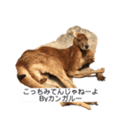 動物スタンプ Ky（個別スタンプ：2）