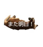 動物スタンプ Ky（個別スタンプ：8）