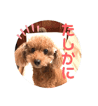 プリンの日常〜（個別スタンプ：6）