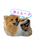 ポメラニアンファミリー♪1（個別スタンプ：3）