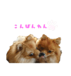 ポメラニアンファミリー♪1（個別スタンプ：12）