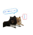 ポメラニアンファミリー♪1（個別スタンプ：21）