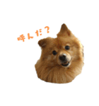 ポメラニアンファミリー♪1（個別スタンプ：23）