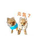 ポメラニアンファミリー♪1（個別スタンプ：28）