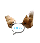 ポメラニアンファミリー♪（個別スタンプ：1）