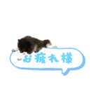 ポメラニアンファミリー♪（個別スタンプ：2）