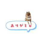 ポメラニアンファミリー♪（個別スタンプ：3）