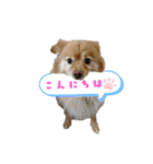 ポメラニアンファミリー♪（個別スタンプ：4）