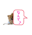 ポメラニアンファミリー♪（個別スタンプ：5）