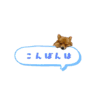 ポメラニアンファミリー♪（個別スタンプ：6）