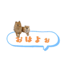 ポメラニアンファミリー♪（個別スタンプ：8）