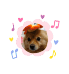 ポメラニアンファミリー♪（個別スタンプ：11）