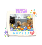 ポメラニアンファミリー♪（個別スタンプ：25）