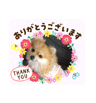 ポメラニアンファミリー♪（個別スタンプ：27）