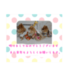 ポメラニアンファミリー♪（個別スタンプ：36）