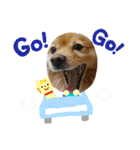 ポメラニアンファミリー♪（個別スタンプ：38）