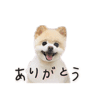 ポメラニアンのらら（個別スタンプ：1）