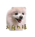 ポメラニアンのらら（個別スタンプ：3）