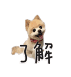 ポメラニアンのらら（個別スタンプ：4）