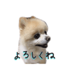 ポメラニアンのらら（個別スタンプ：5）