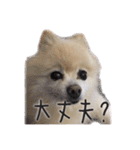 ポメラニアンのらら（個別スタンプ：10）