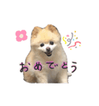 ポメラニアンのらら（個別スタンプ：15）