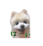 ポメラニアンのらら（個別スタンプ：19）