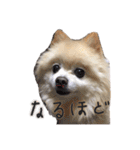 ポメラニアンのらら（個別スタンプ：21）