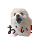 ポメラニアンのらら（個別スタンプ：24）