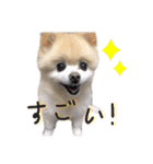 ポメラニアンのらら（個別スタンプ：28）
