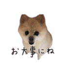 ポメラニアンのらら（個別スタンプ：30）