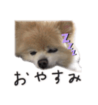 ポメラニアンのらら（個別スタンプ：31）