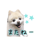 ポメラニアンのらら（個別スタンプ：32）