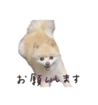 ポメラニアンのらら（個別スタンプ：33）