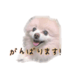 ポメラニアンのらら（個別スタンプ：37）