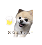 ポメラニアンのらら（個別スタンプ：38）
