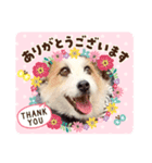 ジャックラッセル虎ノ介（個別スタンプ：7）