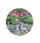チワプートイプー（個別スタンプ：1）