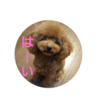 チワプートイプー（個別スタンプ：7）