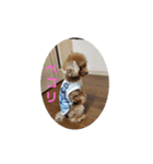 チワプートイプー（個別スタンプ：8）