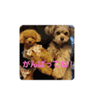 チワプートイプー（個別スタンプ：9）