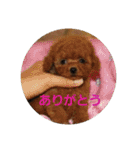 チワプートイプー（個別スタンプ：21）