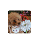 チワプートイプー（個別スタンプ：22）