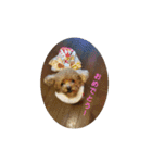 チワプートイプー（個別スタンプ：33）