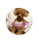 チワプートイプー（個別スタンプ：34）