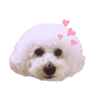 みるくちゃんのいる生活（個別スタンプ：1）