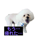 みるくちゃんのいる生活（個別スタンプ：2）
