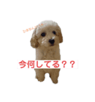 みるくちゃんのいる生活（個別スタンプ：8）