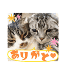 我らがペット大集合（個別スタンプ：2）