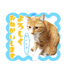 我らがペット大集合（個別スタンプ：4）